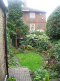 The existing garden. Overgrown shrubs and a mossy lawn